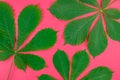 Pattern with fresh green chestnut leaves Royalty Free Stock Photo