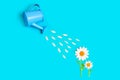 Creative Flat Lay with Two Daisies and a Toy Watering Can Royalty Free Stock Photo