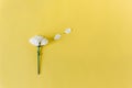 Creative flatlay with camomole flower on the yellow background. Copy space. Top view