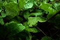 Creative floral green background, green leaves background. Copy space Royalty Free Stock Photo