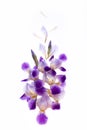 Creative flowers composition of purple iris top view, flat lay. Isolated on white background