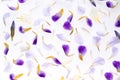 Creative flowers pattern, background of  purple iris petals.  top view, flat lay. On white background Royalty Free Stock Photo