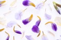 Creative flowers pattern, background of purple iris petals. top view, flat lay. On white background