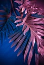 Creative fluorescent color layout made of tropical leaves. Flat lay, neon colors. Nature concept.