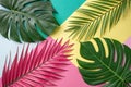 Creative fluorescent color layout with tropical leaves Royalty Free Stock Photo