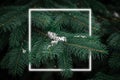 Creative fluorescent layout made around Christmas tree branches covered by first snow, neon light frame, minimal concept of new