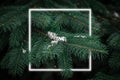 Creative fluorescent layout made around Christmas tree branches covered by first snow, neon light frame, minimal concept of new Royalty Free Stock Photo