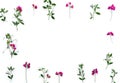 Creative frame of summer pink wildflowers Lathyrus peavines, vetchlings on a white background with space for text. Top view,