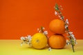 Creative fruits composition made of oranges and lemon with blossom tree branch on multicolor background, spring concept