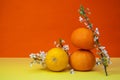 Creative fruits composition made of oranges and lemon with blossom tree branch on multicolor background, spring concept Royalty Free Stock Photo