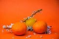 Creative fruits composition made of oranges and lemon with blossom tree branch on orange background, spring concept