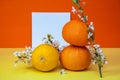 Creative fruits composition made of oranges and lemon with note paper and blossom tree branch on multicolor background, spring con