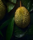 Fresh durian durians glistering with water droplet. flat lay top view