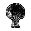 A creative grunge icon drawing of a summer tree Royalty Free Stock Photo