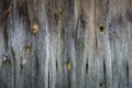 creative grunge wood background from old planed gray knotty planks of the outer wall of an ancient barn