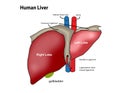 Creative human liver design with touch points words Royalty Free Stock Photo
