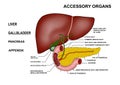 Creative human liver design with touch points words