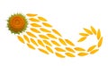 Creative idea flower of a sunflower core and petals