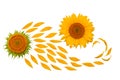 Creative idea flower of a sunflower and petals flying in the wind. Abstraction and wave. Agricultural topics. Place for text. Flat Royalty Free Stock Photo