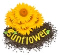 Creative idea flower of a sunflower and seeds isolated on white Royalty Free Stock Photo