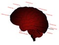 Making Brain human parts illustration work Royalty Free Stock Photo
