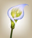 Creative illustration of purple calla lily flower Royalty Free Stock Photo