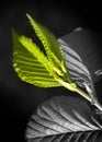 Creative image both monochrome and color of new growth leaves