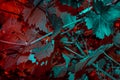 Creative Infrared Color Layout Of leaves. Neon Red And Green Colors. Nature Design Life Wall Idea