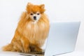 Creative intelligent, smart, serious dog Pomeranian spitz in glasses working, using, looking at laptop, remote work Royalty Free Stock Photo