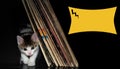 Lovely Little Kitten Beside A Pile Of Vinyls Isolated On Black Background