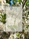 Creative layout of a blooming cherry orchard with transparent copy space for text. Minimal natural spring concept.