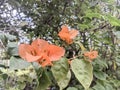 Creative layout Bougainvillea glabra of orange flower and green leaf. Nature concept
