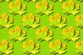 Creative layout of colorful autumn leaves. Banner with maple leaves pattern on green background. Top view. Flat lay. Season Royalty Free Stock Photo