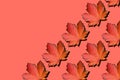 Creative layout of colorful autumn leaves. Banner with orange, red maple leaves pattern on coral background. Top view. Flat lay. Royalty Free Stock Photo