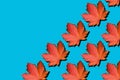 Creative layout of colorful autumn leaves. Banner with red maple leaves pattern on blue background. Top view. Flat lay. Season Royalty Free Stock Photo