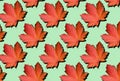 Creative layout of colorful autumn leaves. Banner with red maple leaves pattern on mint background. Top view. Flat lay. Season Royalty Free Stock Photo