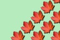 Creative layout of colorful autumn leaves. Banner with red maple leaves pattern on mint background. Top view. Flat lay. Season Royalty Free Stock Photo