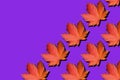 Creative layout of colorful autumn leaves. Banner with red maple leaves pattern on violet background. Top view. Flat lay. Season Royalty Free Stock Photo