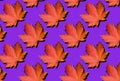 Creative layout of colorful autumn leaves. Banner with red maple leaves pattern on violet background. Top view. Flat lay. Season Royalty Free Stock Photo