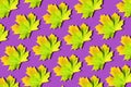 Creative layout of colorful autumn leaves. Banner with yellow, green, orange maple leaves pattern on violet background. Top view. Royalty Free Stock Photo