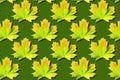 Creative layout of colorful autumn leaves. Banner with yellow maple leaves pattern on green background. Top view. Flat lay. Season Royalty Free Stock Photo