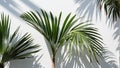 Creative layout of colorful palm leaves on a white background in the rays of the sun, with shadows. Minimal summer