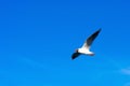 Background made of bright blue sky, white clouds  and a flying seagull Royalty Free Stock Photo