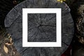 Creative layout copy space with white card frame on a wooden cut tree texture top view f Royalty Free Stock Photo