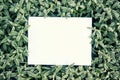 Creative layout frame made of grass with frost and green leaves with paper card note, flat lay, nature concept top view with copy Royalty Free Stock Photo