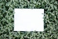 Creative layout frame made of grass with frost and green leaves with paper card note flat lay nature concept top view with copy Royalty Free Stock Photo