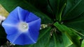 Creative layout. Glory morning flower. Blue flower and green leaves Royalty Free Stock Photo