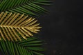 Creative layout with gold and green tropical palm leaves on black background. Minimal summer abstract pattern Royalty Free Stock Photo