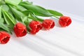 Creative layout made of beautiful red tulip flowers closeup on white background with shadow. Spring floral theme. Nature concept. Royalty Free Stock Photo