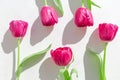 Creative layout made of beautiful tulip flowers closeup on white background with shadow. Spring floral pattern. Nature concept. Royalty Free Stock Photo